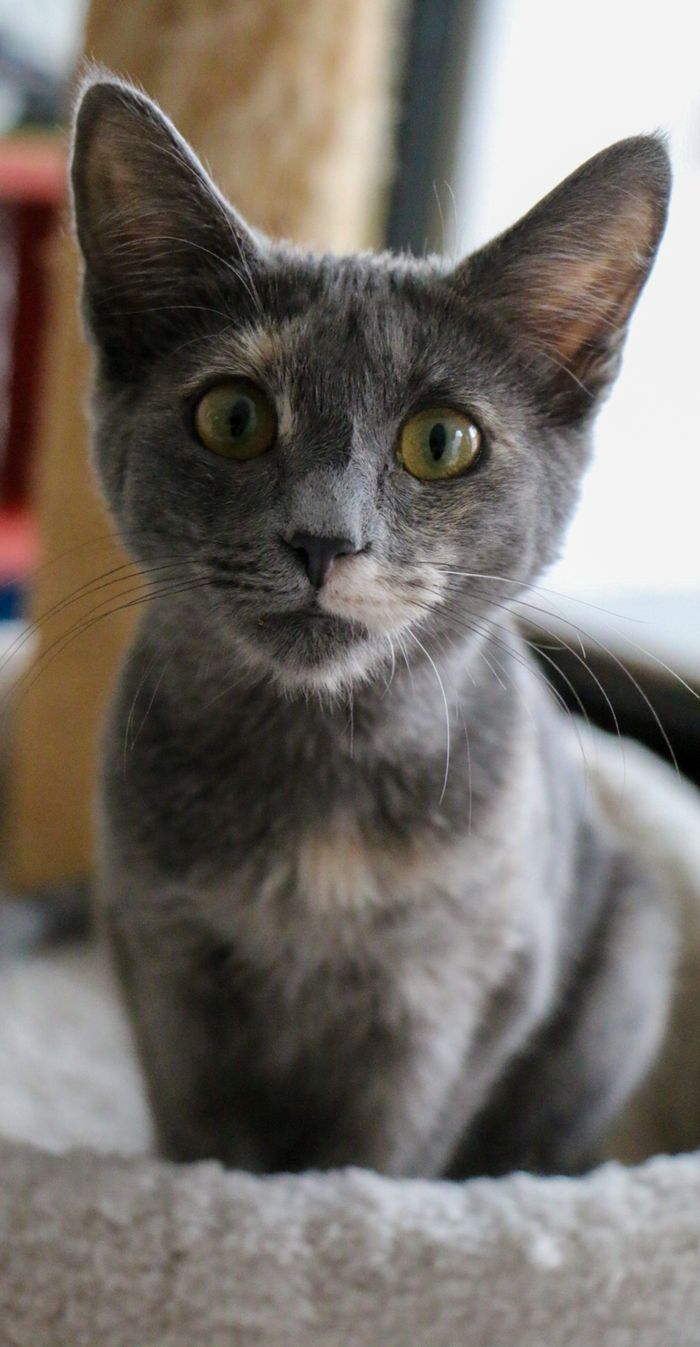 Adorable gray kitten with striking eyes sitting indoors, perfect for pet lovers.