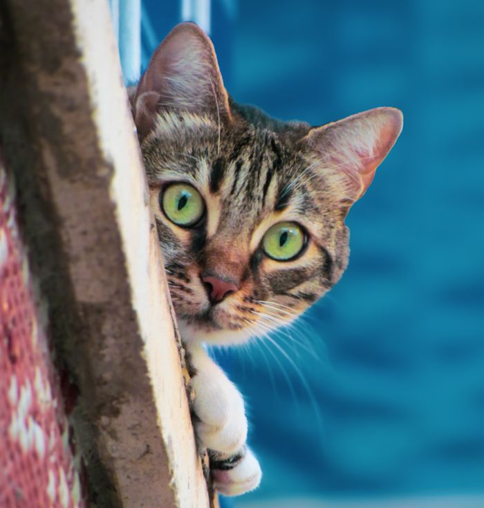A tabby cat with striking green eyes peers around a corner in Ankara, Türkiye.